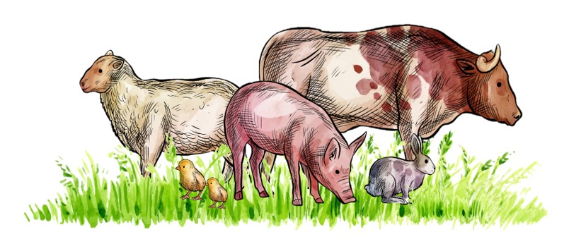 Certificación en Bienestar Animal Welfair