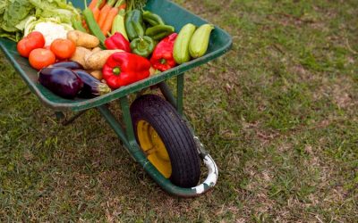 Nueva versión 6 GFS de GlobalG.A.P