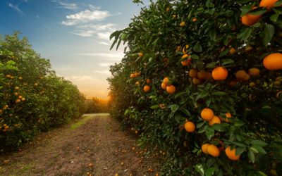 APERTURA DEL PLAZO DE INSCRIPCIÓN EN CEXVEG PARA DIVERSAS CAMPAÑAS ESPECÍFICAS DE EXPORTACIÓN