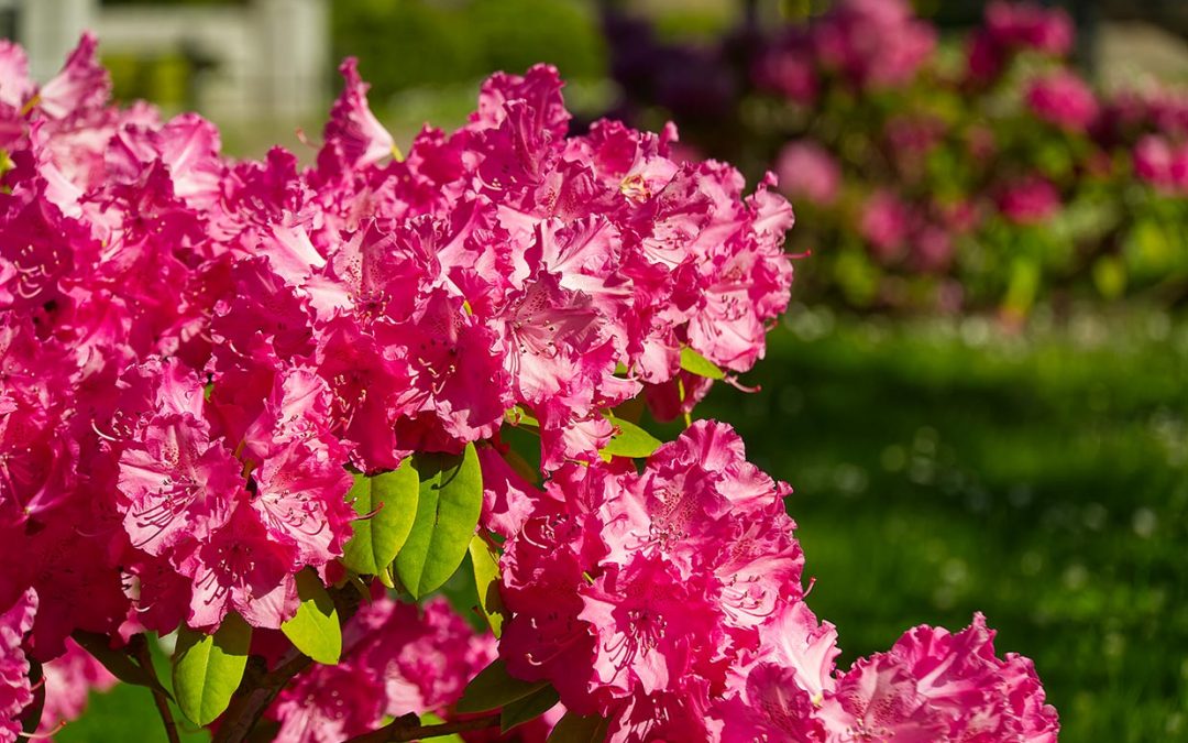 Certificado GLOBALG.A.P. flores y ornamentales (FO) y módulo complementario IDA para sostenibilidad y DDA para el impacto de los datos