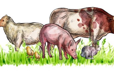 Certificación en Bienestar Animal Welfair